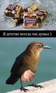 Почему конфеты «Птичье молоко» так необычно называются?