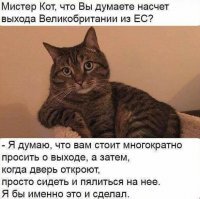 Странная кошачья логика, которую человеку никогда не постичь