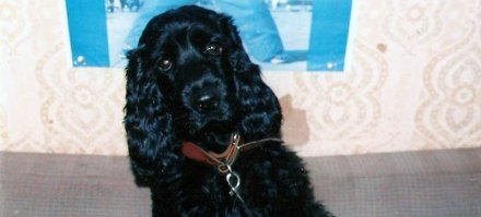 Есть хороший современный фильм про собак. Вроде называется "Собачья жизнь".
Очень понравился, без слёз не взглянешь.
Говорю как собачник, у самого был американский кокер Спаниэль 15 лет почти.