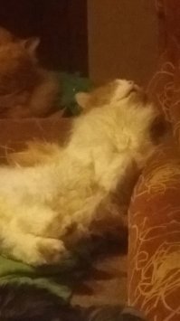 Моему нравится спать так...