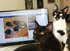 Мы с котиками смотрим котиков