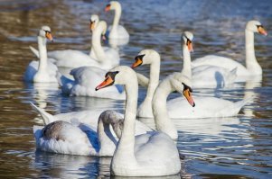 Лебеди на море в Варне - прилетают на зимовку к термальным источникам.