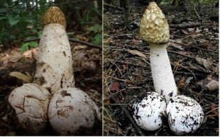 С грибами тоже не всё так просто