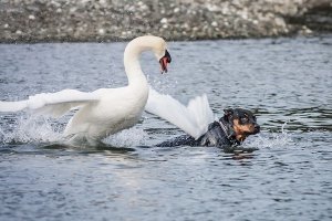 Фирменный лебединый удар крылом. Надо понимать, что на этих крыльях лебедь может подняться на высоту более семи километров и отмахать без посадки ни одну сотню. Мышцы там реально стальные. Один такой удар может стоить собаке сломанного позвоночника.