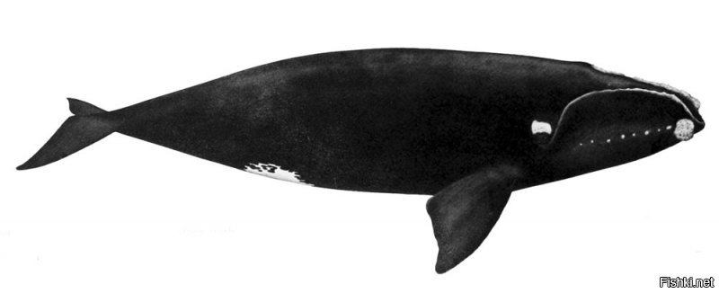 А почему на фото кашалот? Вот так выглядит северный гладкий кит.