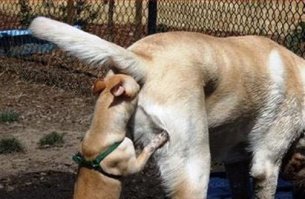 Что только эти ученые не нюхают.