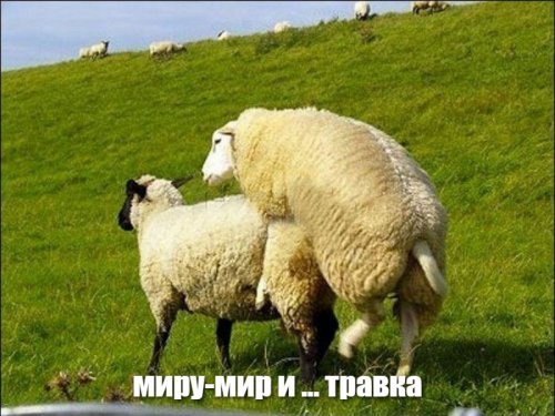 Чеченцы и азербайджанцы помирились после массовой драки