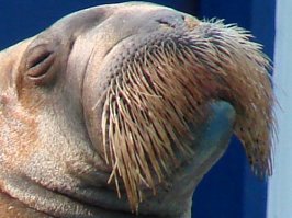 Прикольные комментарии из соцсетей