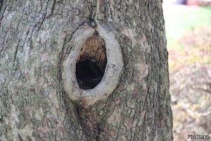 Под юбкой цыганки способна уместиться целая тележка продуктов