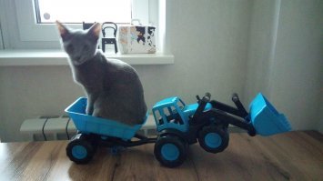 Кот тракторист.
