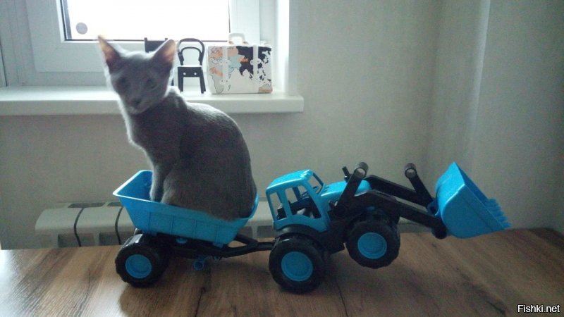 Кот тракторист.