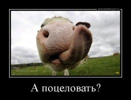 Дойка закончилась, отсос начался