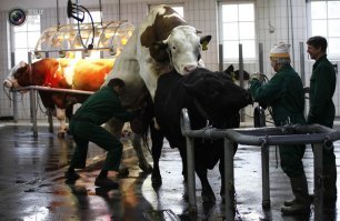 Как берут сперму у быков   производителей
Отсюда