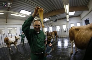 Как берут сперму у быков   производителей
Отсюда