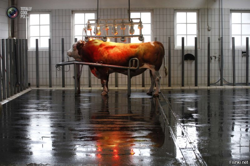 Как берут сперму у быков   производителей
Отсюда