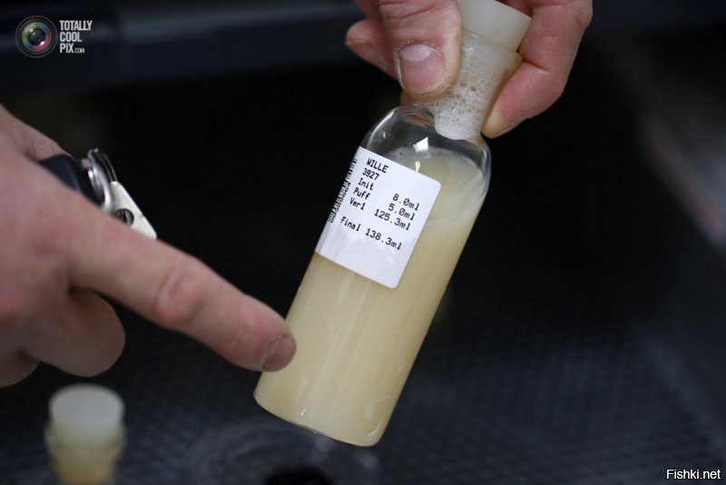 Как берут сперму у быков   производителей
Отсюда