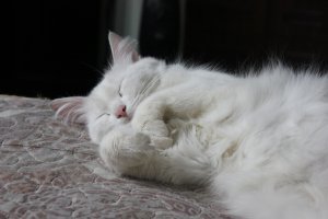 Пушисто-хвостатый пост!