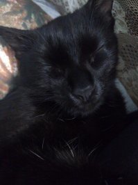 Это моя.
Снимали частный дом, общественная кошка у нас во дворе родила троих котят и испарилась. Выкармливала сливками и молоком с первого дня. Двое котят были здоровенькими, нашла им хорошие руки. Эта черная кошечка в три недели заболела внутренним отитом с жуткой вестибуляркой. Ходить не могла, ее во все стороны шатало, голова неестественно на бок вывернута. Боролись за нее почти два месяца. В итоге вылечили и оставили себе. Выросла очень ласковая коша, спокойная и умнющая.
На фото не третья лапа), а шерсть блестит и игра света.