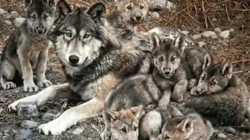 Самый страшный зверь - это человек.