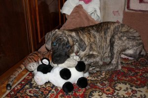 Собаки ушли в прошлом году, с разницей в 4 месяца Сначала старшая, а потом и младшая...Всё время вместе были. Если пол дня не виделись, радовались друг другу. Так устроено, что у собак жизнь короткая...Но настолько мы к собакам в доме привыкли, что без собаки уже не можем. Теперь в доме живет оболтус :)