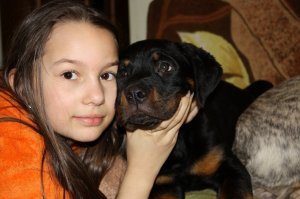 Собаки ушли в прошлом году, с разницей в 4 месяца Сначала старшая, а потом и младшая...Всё время вместе были. Если пол дня не виделись, радовались друг другу. Так устроено, что у собак жизнь короткая...Но настолько мы к собакам в доме привыкли, что без собаки уже не можем. Теперь в доме живет оболтус :)