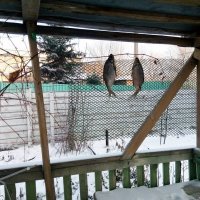 Что здесь не так? Автор никогда не ел таранку? Или не сушил?