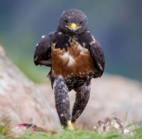 Девушка подушкой отбила своего щенка у ястреба