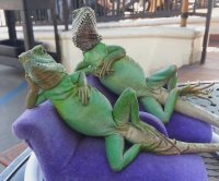 Скриншоты из социальных сетей