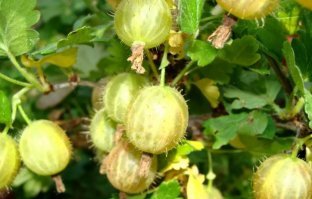 А это - Карельские арбузы.