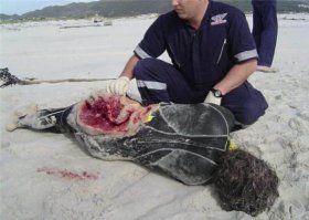 фото с акулой. ОЖидание и реальность