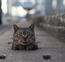 Сразу видно Япония,даже кошки раскосые