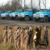 Грузовики ЗиЛ в естественной среде обитания