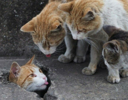 Крутейшие коты, отличные кадры. 
Кстати, подскажите собачнику, что у котов означает высунутый язык? Интерес, страх, озорство?