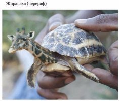 Картинки с надписями