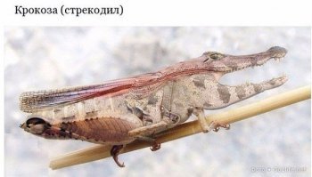 Картинки с надписями