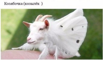 Картинки с надписями