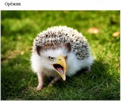 Картинки с надписями