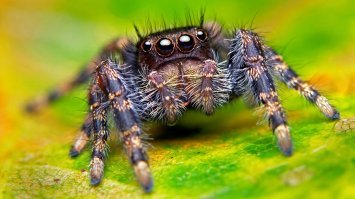 количество камер на смартфонах, как глаза у паука.