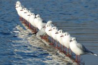 Картинки с надписями