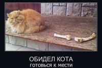 Картинки котяр с смешными надписями (34 фото)