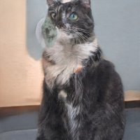 Интересно, добавил картинку как ссылку на сайт. Каждому будет разный кот?