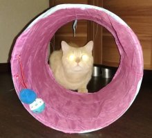 Намешалось