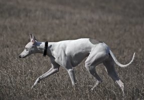 Для утреннего настроения