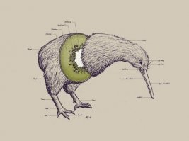 киви в разрезе