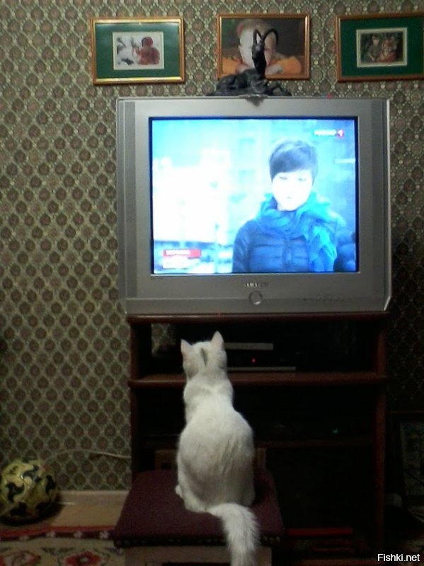 помню был фильм с названием что то вроде "4 неразлучных врага" детский о приключении котов и собак. бывший тогда кот смотрел его и так переживал, что было за него тревожно. а вот как смотрела новости