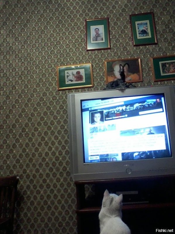 помню был фильм с названием что то вроде "4 неразлучных врага" детский о приключении котов и собак. бывший тогда кот смотрел его и так переживал, что было за него тревожно. а вот как смотрела новости