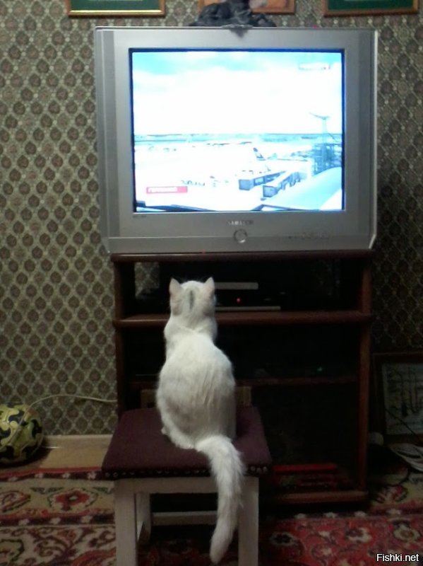 помню был фильм с названием что то вроде "4 неразлучных врага" детский о приключении котов и собак. бывший тогда кот смотрел его и так переживал, что было за него тревожно. а вот как смотрела новости