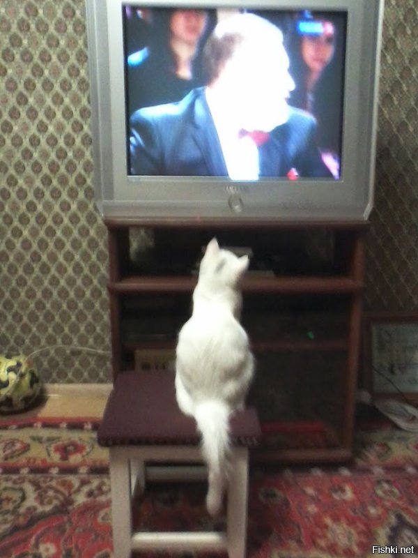 помню был фильм с названием что то вроде "4 неразлучных врага" детский о приключении котов и собак. бывший тогда кот смотрел его и так переживал, что было за него тревожно. а вот как смотрела новости