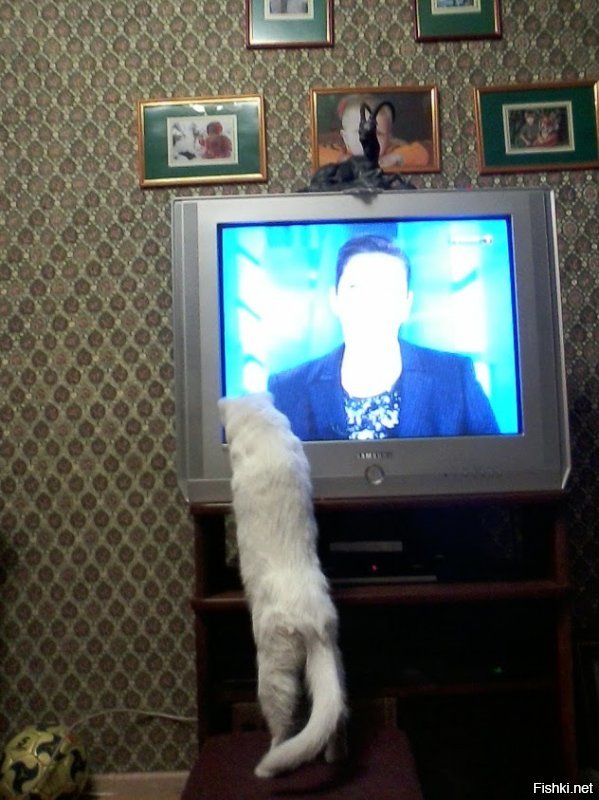 помню был фильм с названием что то вроде "4 неразлучных врага" детский о приключении котов и собак. бывший тогда кот смотрел его и так переживал, что было за него тревожно. а вот как смотрела новости