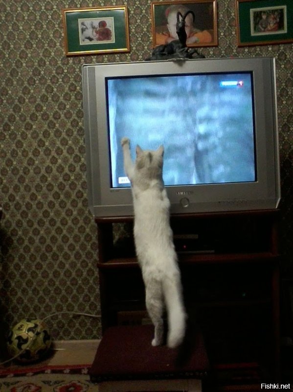 помню был фильм с названием что то вроде "4 неразлучных врага" детский о приключении котов и собак. бывший тогда кот смотрел его и так переживал, что было за него тревожно. а вот как смотрела новости